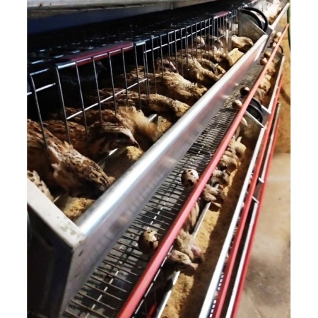 Modul 5 nivele de custi de prepelite/ 120 cm [3]