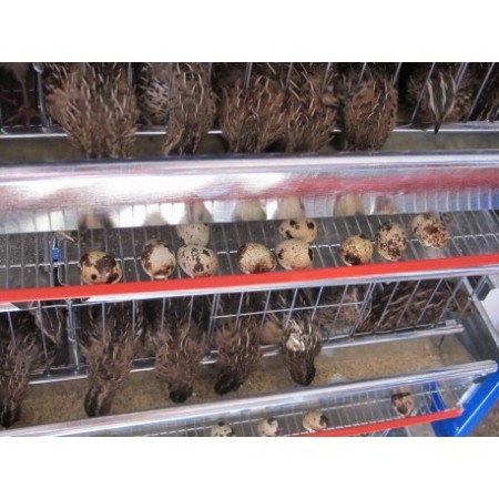 Modul 5 nivele de custi de prepelite/ 120 cm [6]