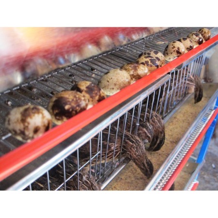 Modul 5 nivele de custi de prepelite/ 120 cm [4]