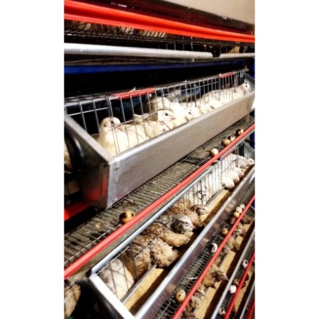 Modul 5 nivele de custi prepelite, 130 cm, 400 capete [2]