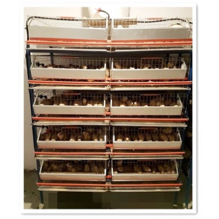 Custi Prepelite Ouatoare - Modul 5 nivele de custi prepelite, 130 cm, 400 capete