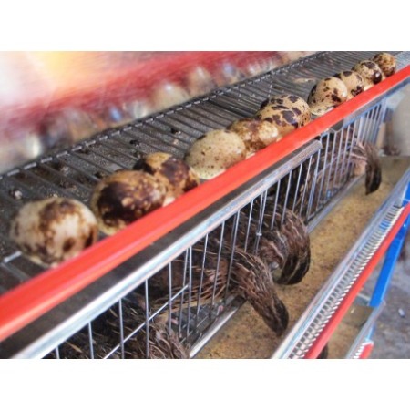 Modul 5 nivele de custi prepelite / 200 cm [5]