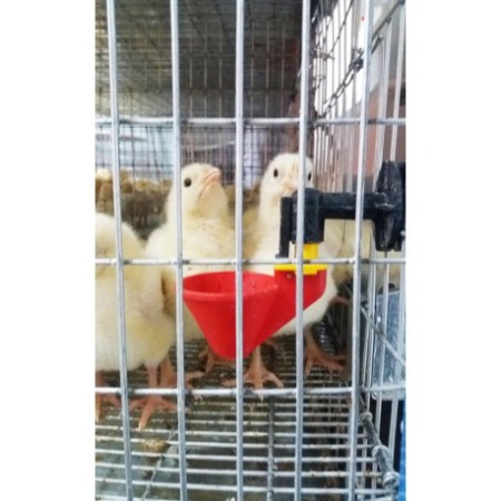 Modul custi crestere pui de o zi cu trei etaje 200 cm [6]