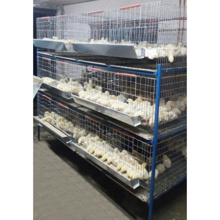 Modul custi crestere pui de o zi cu trei etaje 200 cm [2]