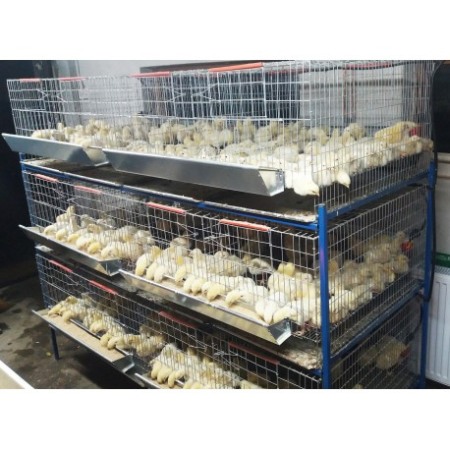 Modul custi crestere pui de o zi cu trei etaje 200 cm [1]