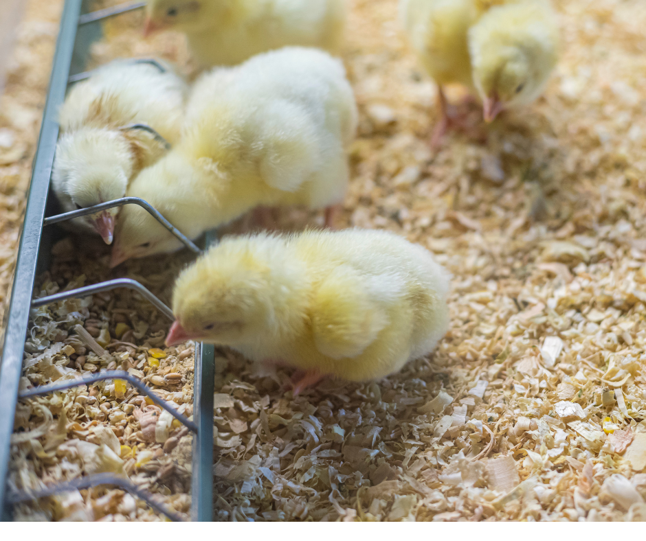 Gama variată de cuști și hrănitoare