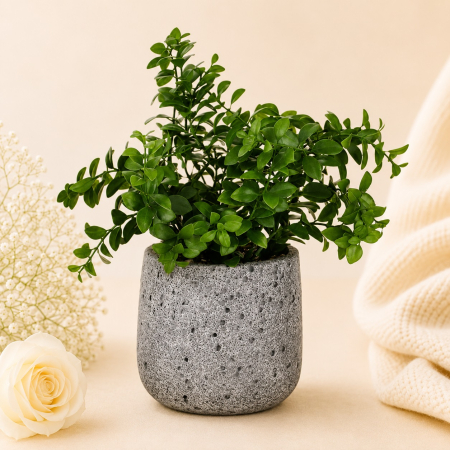 Aranjamente si decoratiuni florale - Ghiveci din ciment decorativ cu plata verde artificiala
