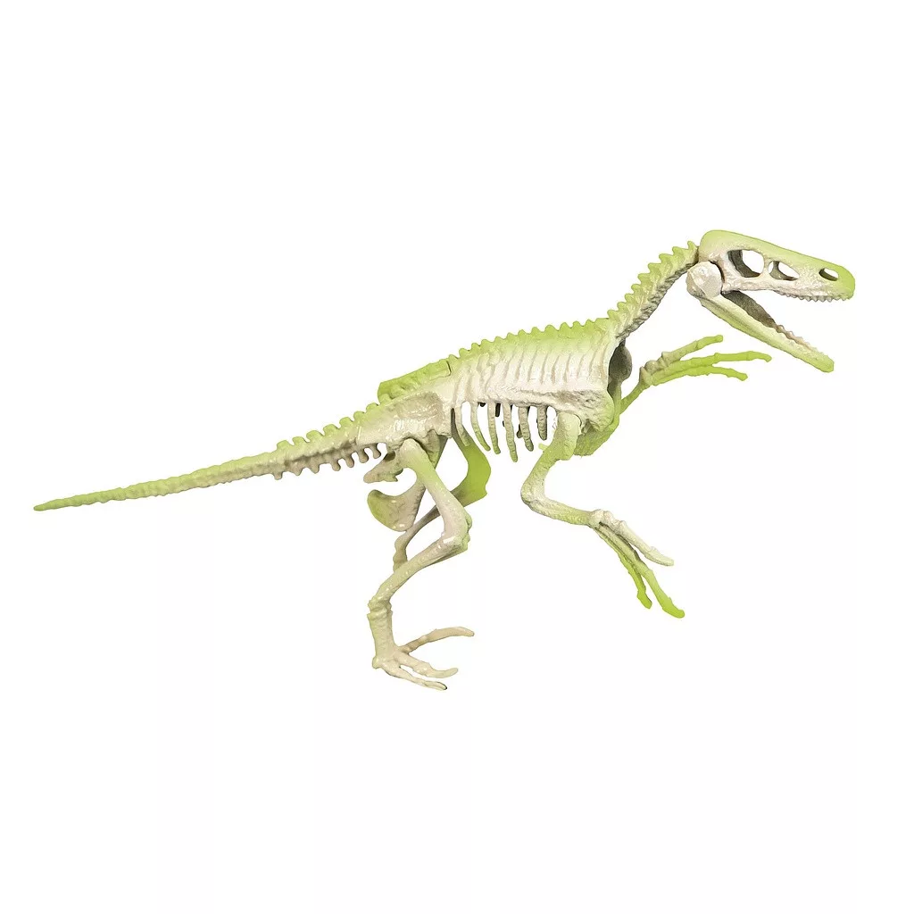 Set Excavare Fosila Velociraptor Fosforescent [2]