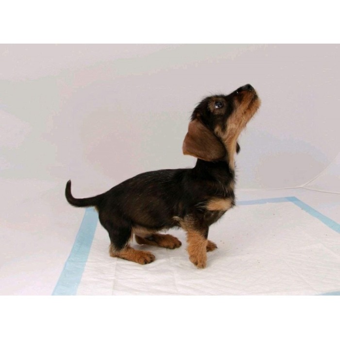 Covorase absorbante pentru caini, 60x60, Doty [2]