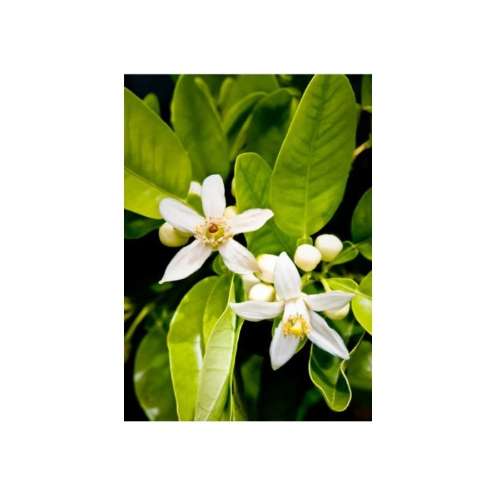 Yodeyma Agua de Yodeyma Apa de parfum pentru femei, nuante de bergamota, Iasomie si lichen de prun, 100ml [4]