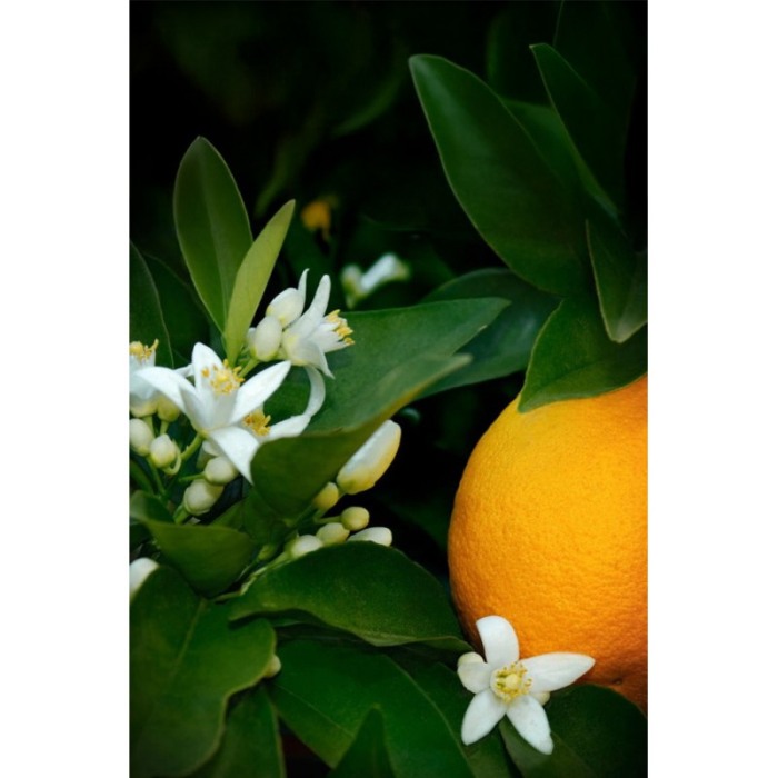 Yodeyma Dauro for Her Apa de parfum pentru femei, nuante de portocala, azahar si miere, 100ml [5]