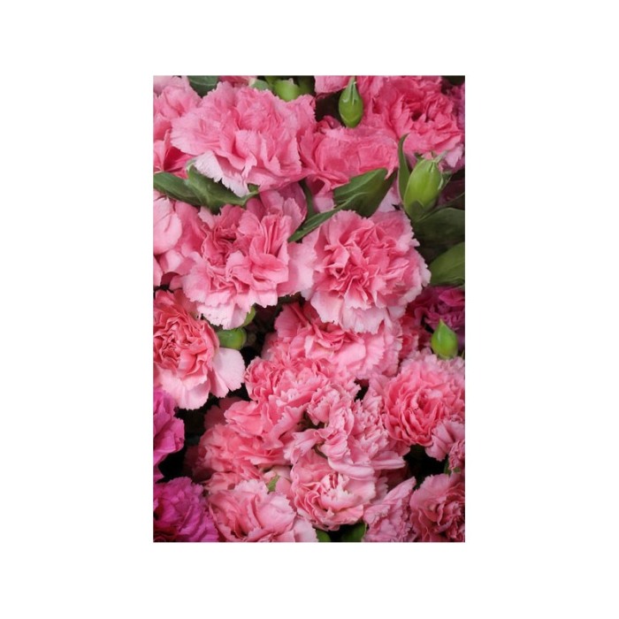 Yodeyma Delá Apa de parfum pentru femei, nuante de frezie, trandafir si lemn, 100ml [5]