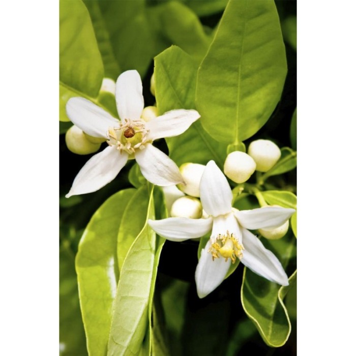 Yodeyma For You Apa de parfum pentru femei, nuante de bergamota, iasomie si cedru alb, 50ml [5]