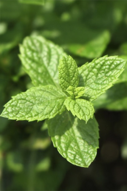 Yodeyma Mint Ocean Apa de parfum pentru barbati, nuante de menta, lamaie si busuioc, 50ml [3]