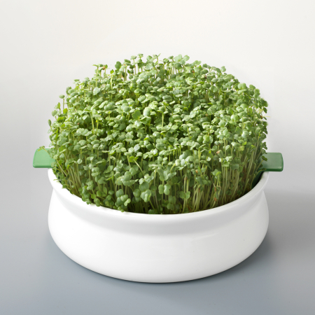 Produse Pentru Germinat - Vas de ceramică cu sită pentru germinarea semințelor mucilaginoase Germline