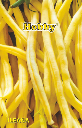 Seminte de fasole - Seminte Fasole Galbena Ileana Hobby 10-13 cm