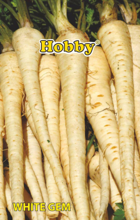 Alte seminte - Seminte Pastarnac White Gem Hobby 150-170 Zile