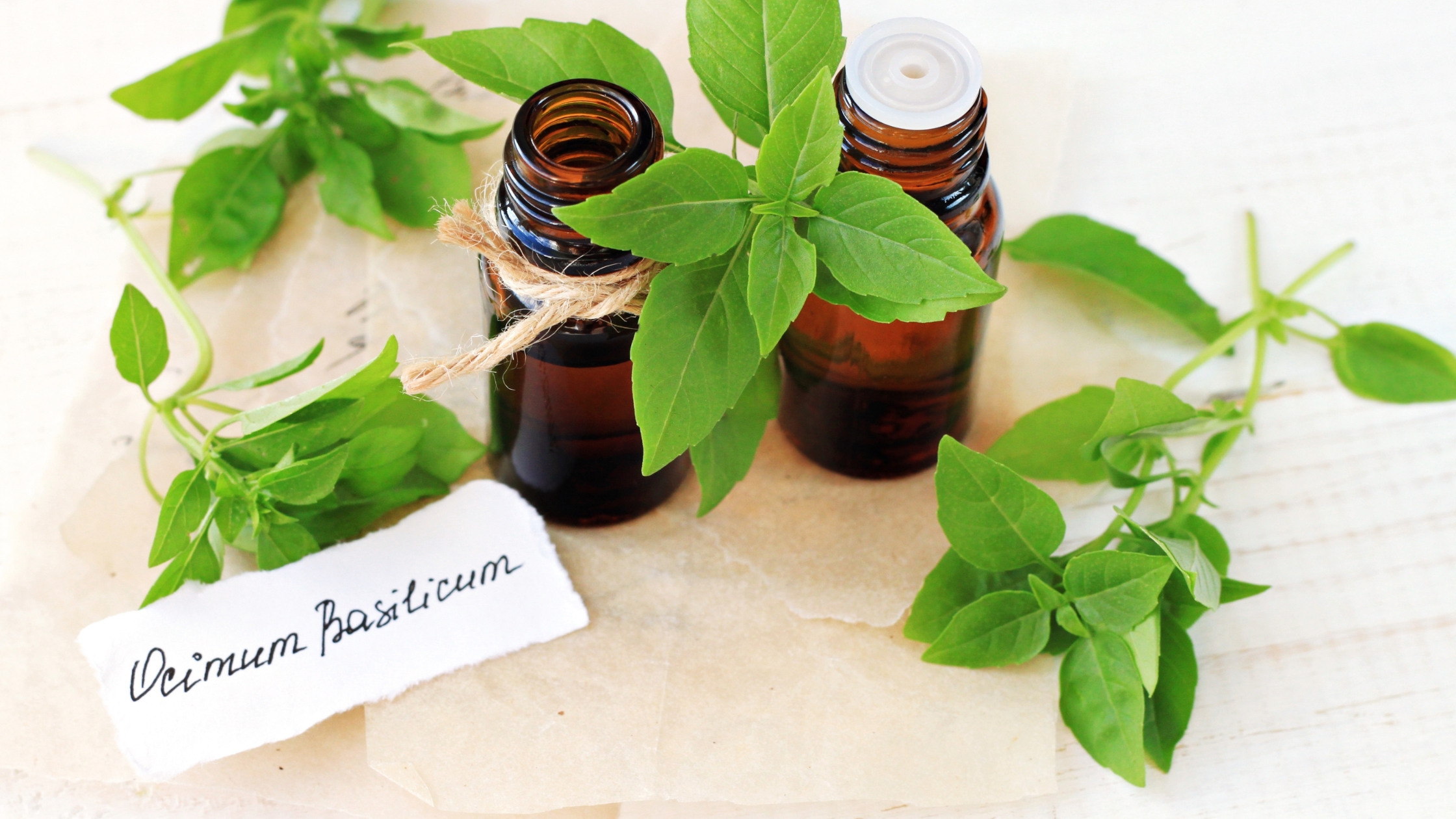 Uleiul esențial de Busuioc – energie, claritate și sprijin pentru minte, corp și emoții