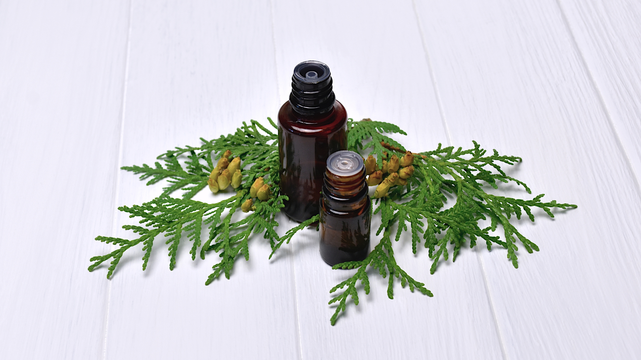 Uleiul esențial de Chiparos (Cypress) – Curgere, echilibru și eliberare emoțională