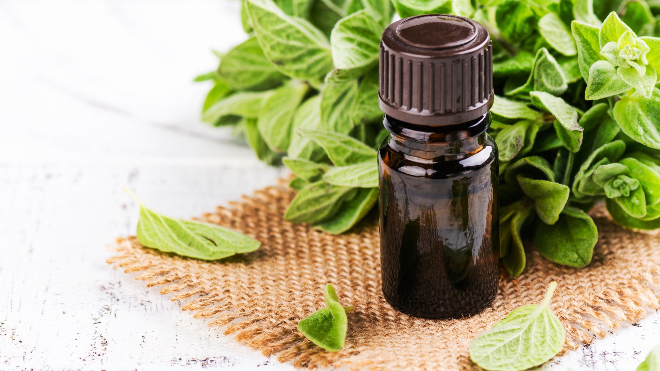 Uleiul esențial de Oregano – scut natural împotriva infecțiilor, virusurilor și bacteriilor