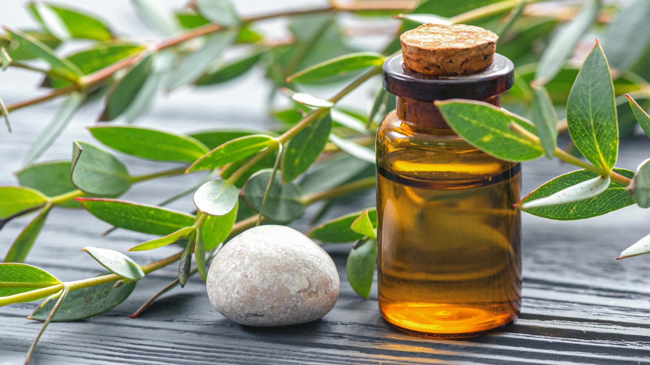 Uleiul esențial de Arbore de ceai (Tea Tree) – purificare, protecție și susținere imunitară