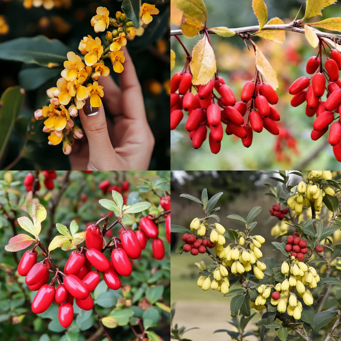 Berberina Complex 60 capsule [3]