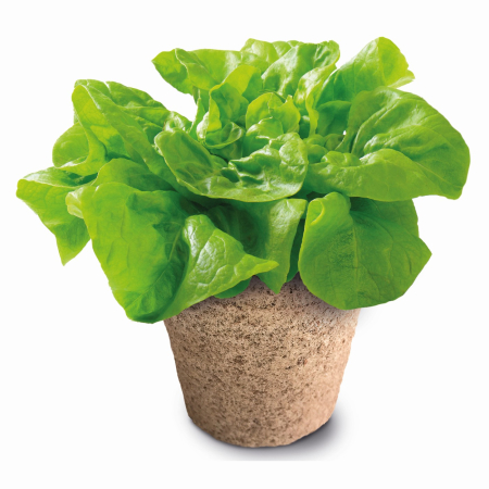 MEGA  SERA BIOLOGICA STIINTA SI JOACA [3]