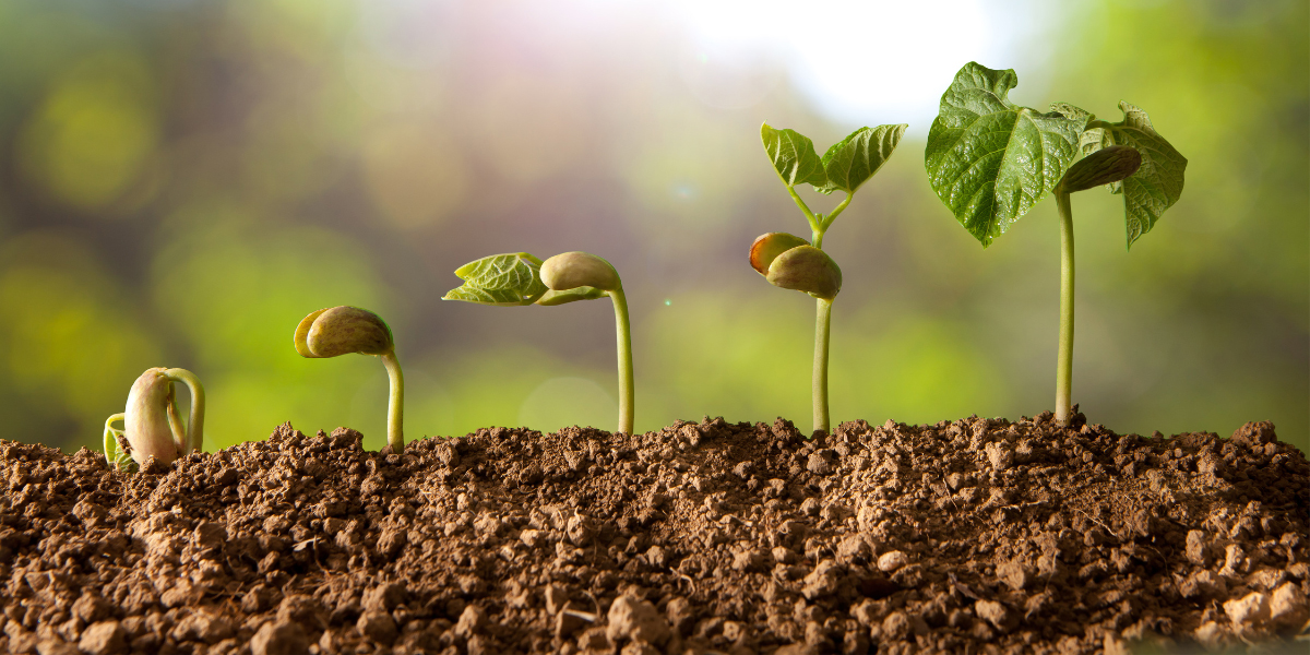 Semințe de calitate