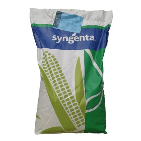 Porumb - Samanta Porumb SY BLADE Syngenta - Sac 50.000 boabe, Hibrid Tardiv, FAO 450-490