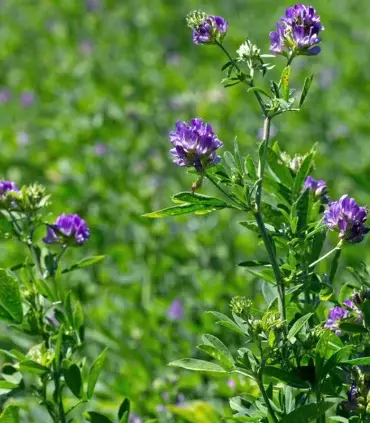 Lucernă - SEMINTE DE LUCERNA MARAVIGLIA, DRAJATA, 10 KG