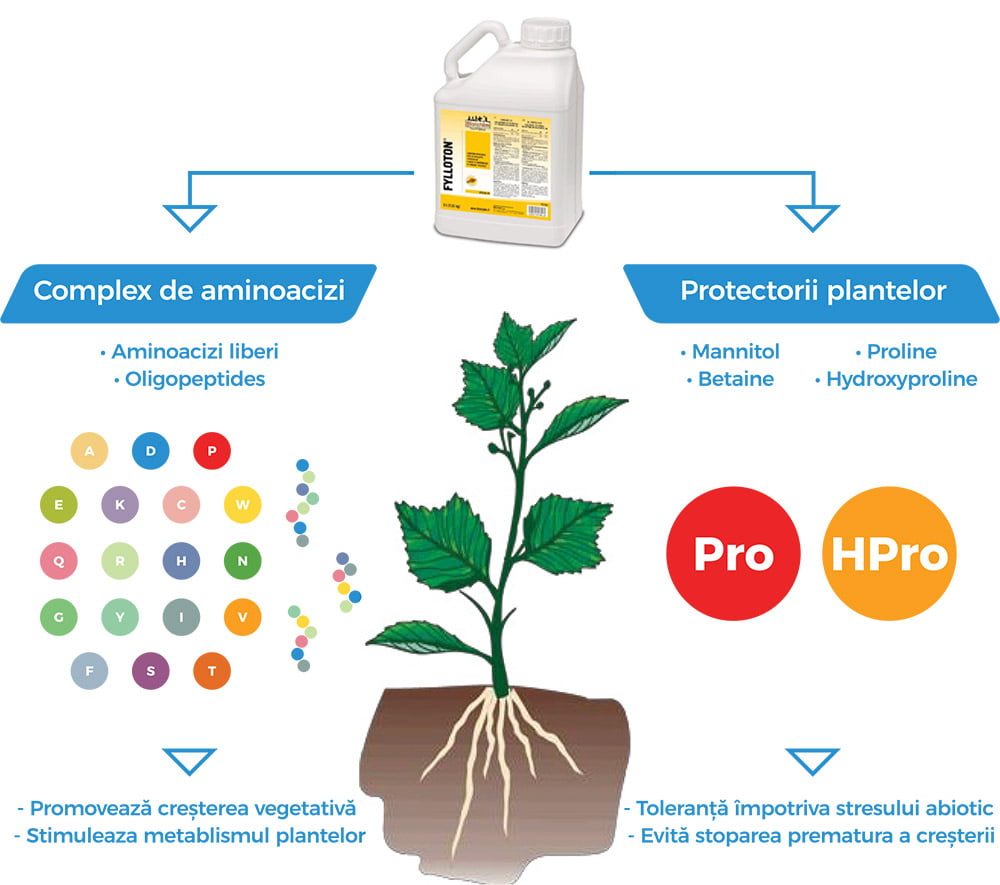 produs-Fylloton-imagine-01