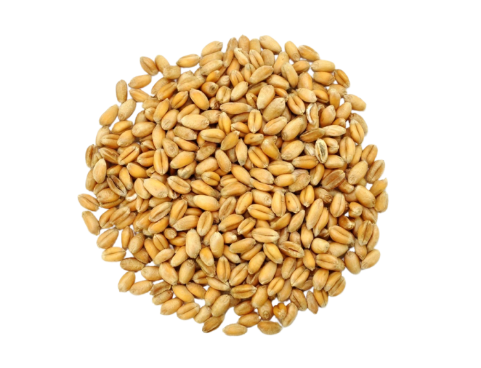 Grâu Ecologic, Boabe, 5 kg [2]