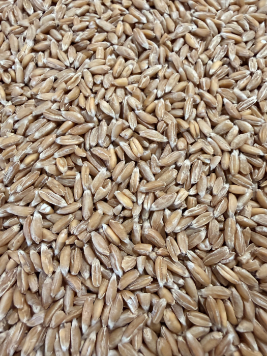 Spelta Ecologică, Boabe decorticate. 5 kg [2]