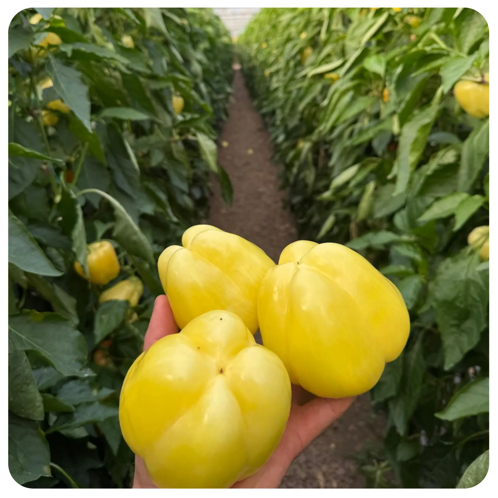 Ardei gras Bianca proaspăt romanesc de la Ferma Fechete [4]