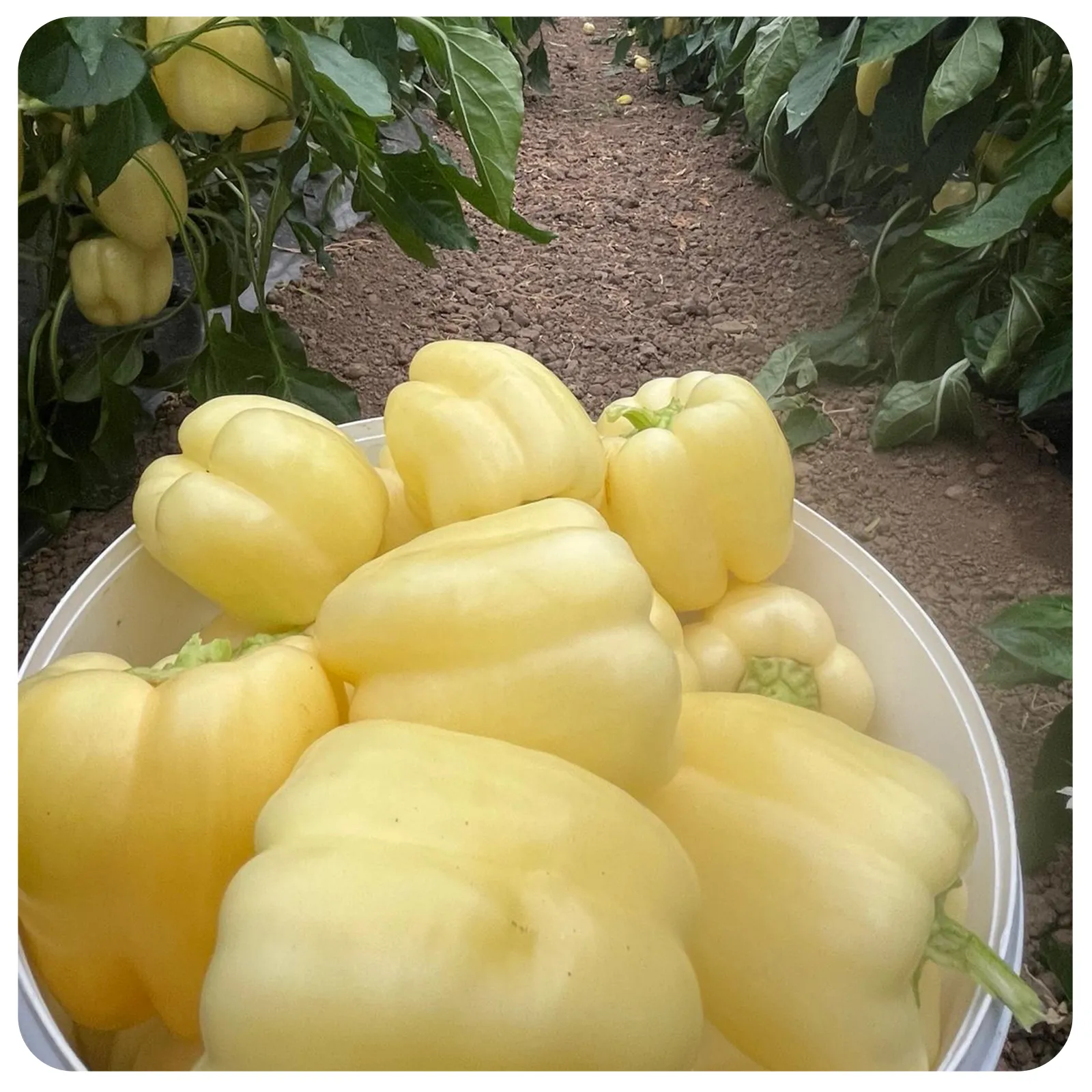 Ardei gras Bianca proaspăt romanesc de la Ferma Fechete [5]