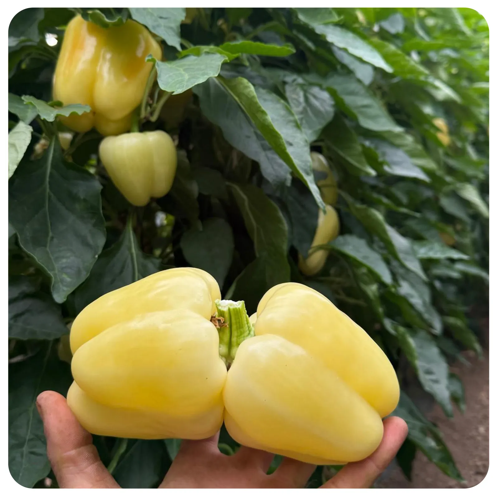 Ardei gras Bianca proaspăt romanesc de la Ferma Fechete [3]