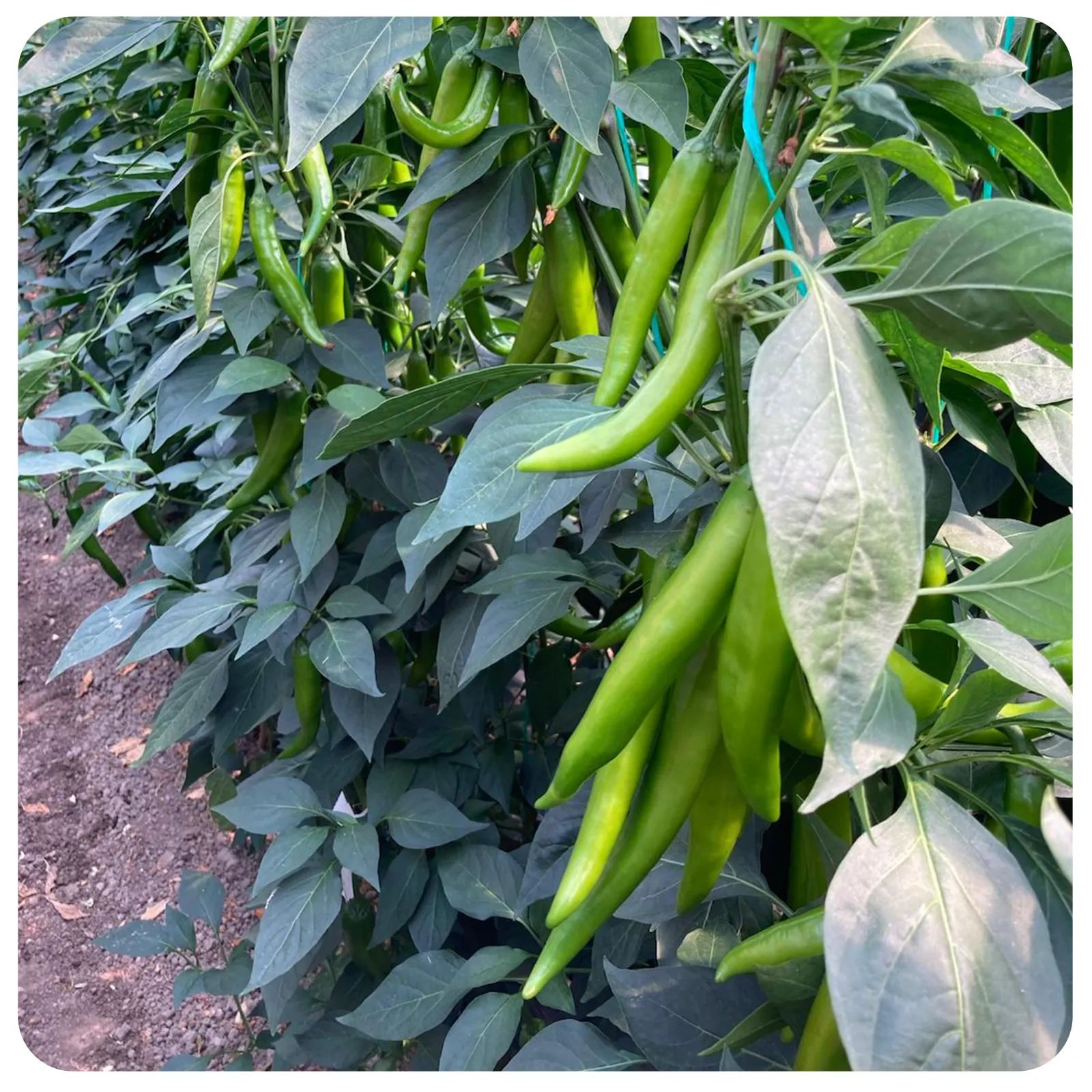 Ardei iute verde cas. 100g proaspăt românesc de la Ferma Fechete [2]