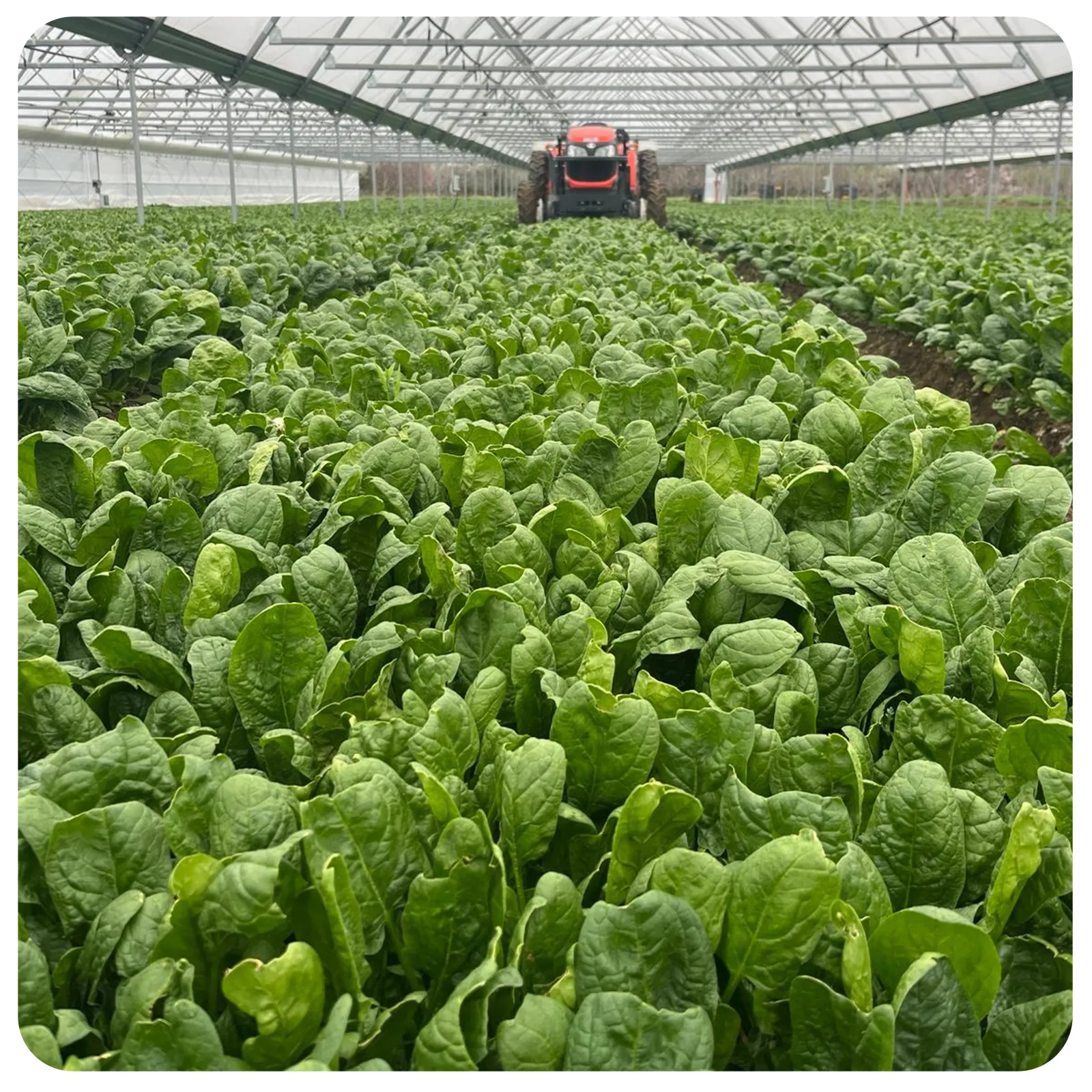 Ridichi de grădină proaspete românești de la Ferma Fechete [2]