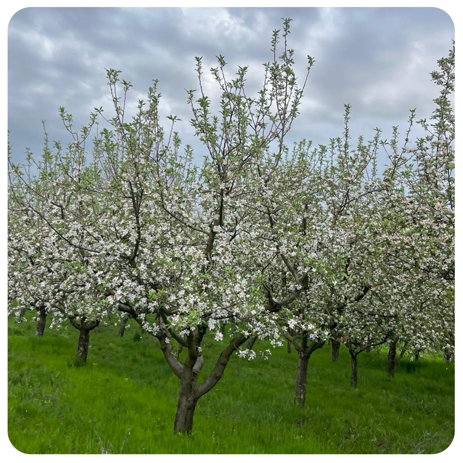 Mere proaspete romanesti de la Ferma Fechete [2]