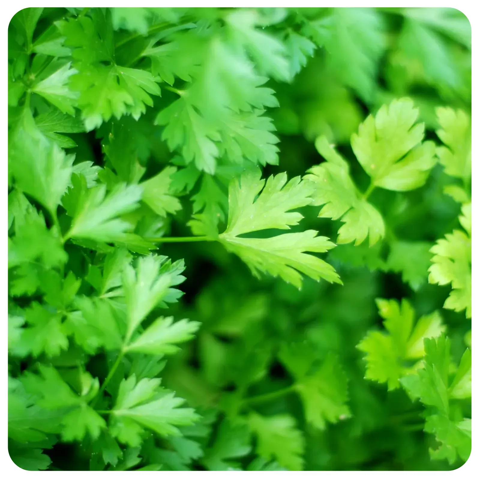 Pătrunjel verde românesc proaspăt de la Ferma Fechete [2]