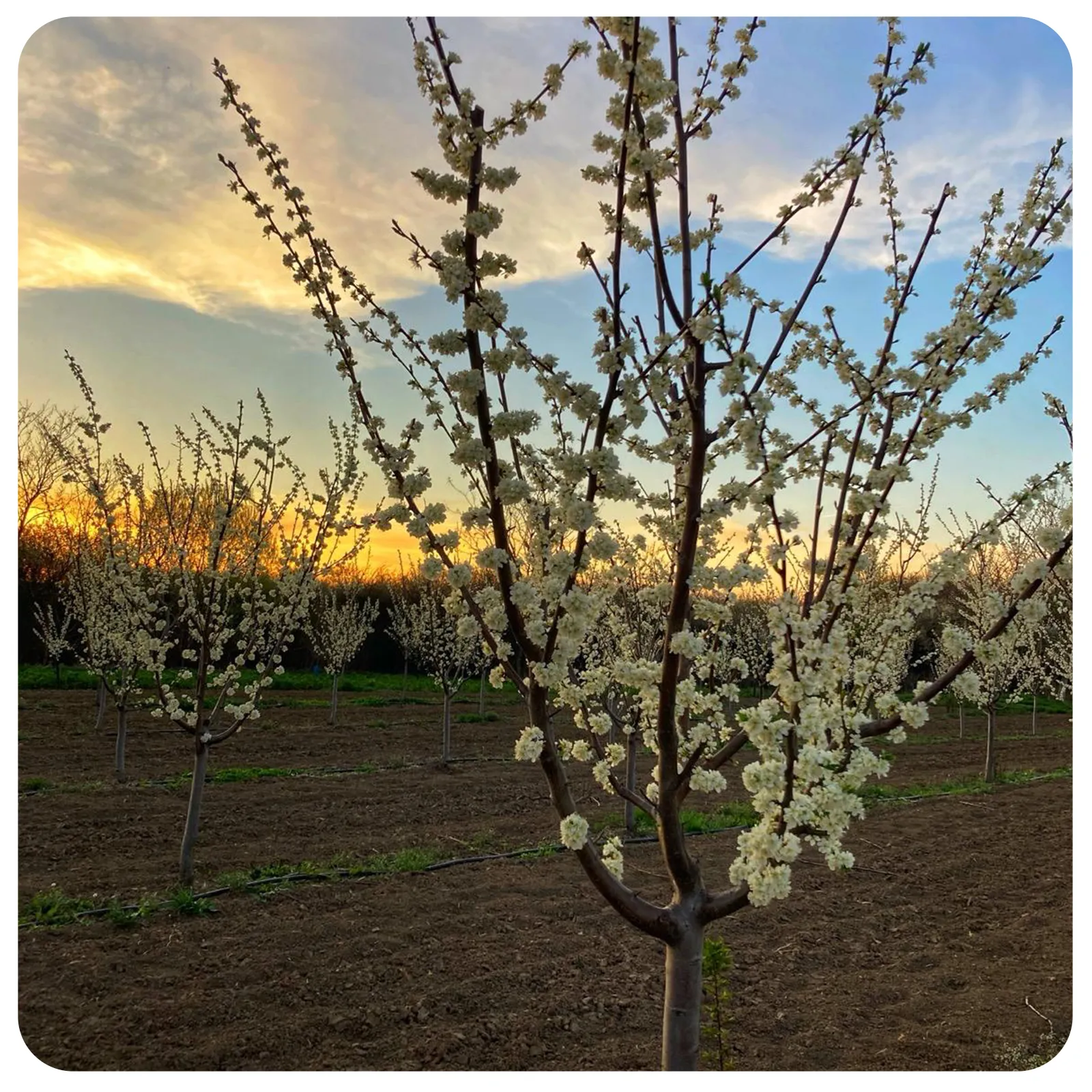 Prune ovale proaspete românești de la Ferma Fechete [2]