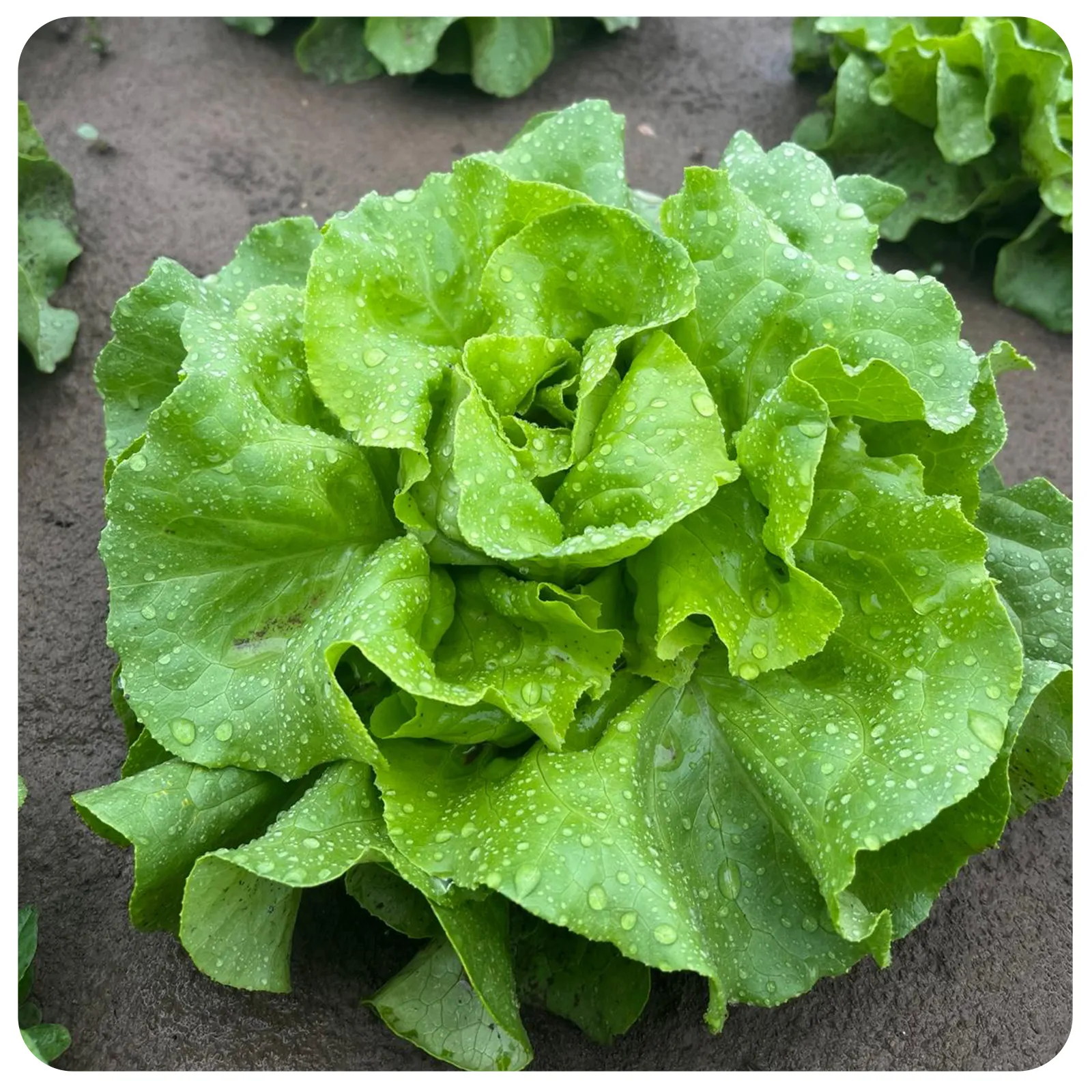 Salată verde proaspătă românească de la Ferma Fechete [2]