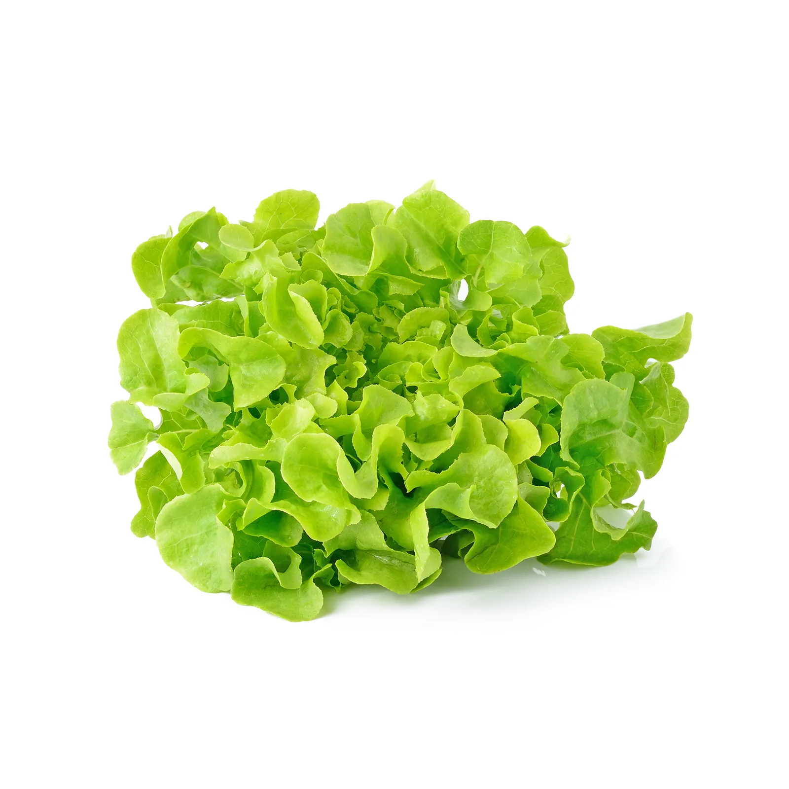 Salată verde proaspătă românească de la Ferma Fechete [1]