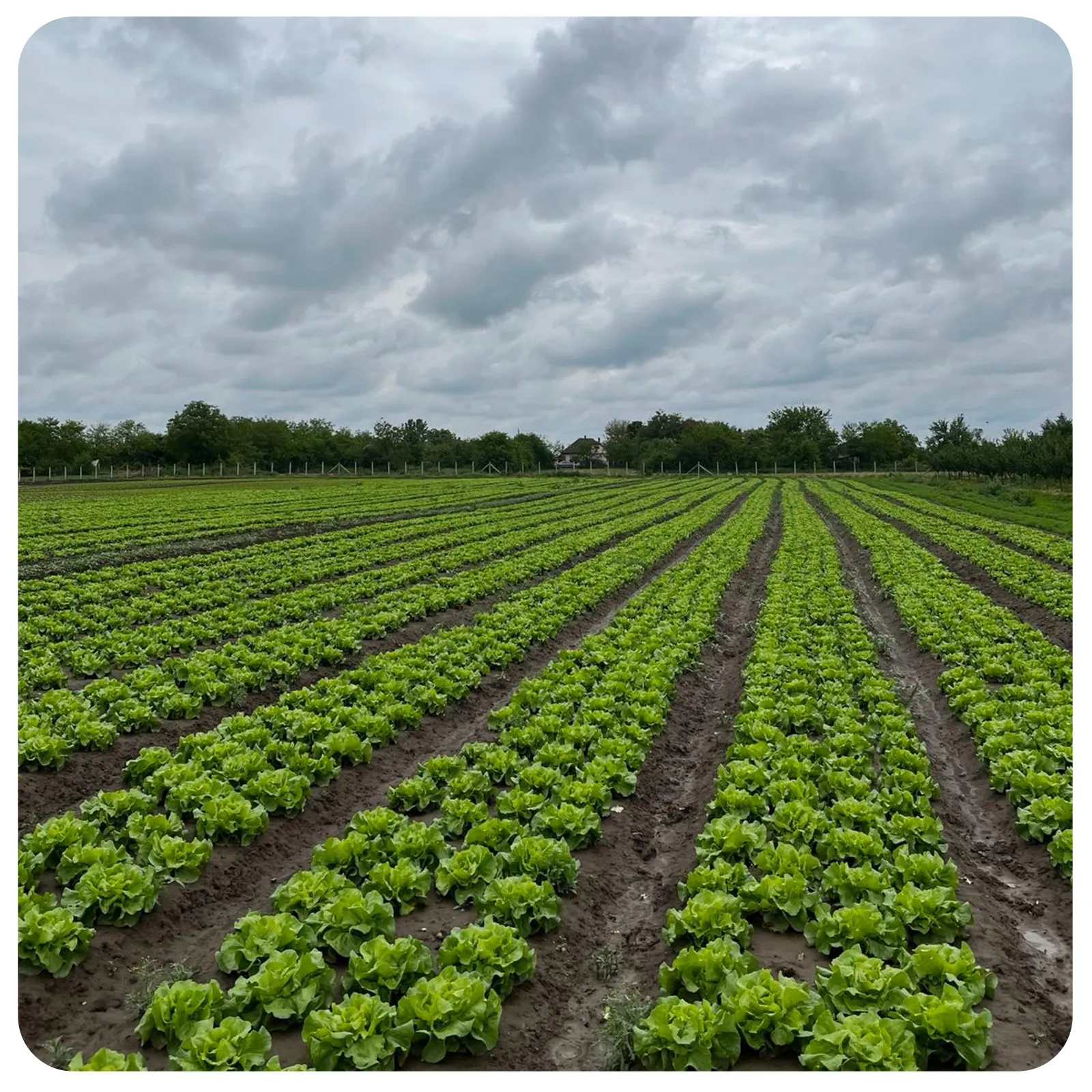 Salată verde proaspătă românească de la Ferma Fechete [3]