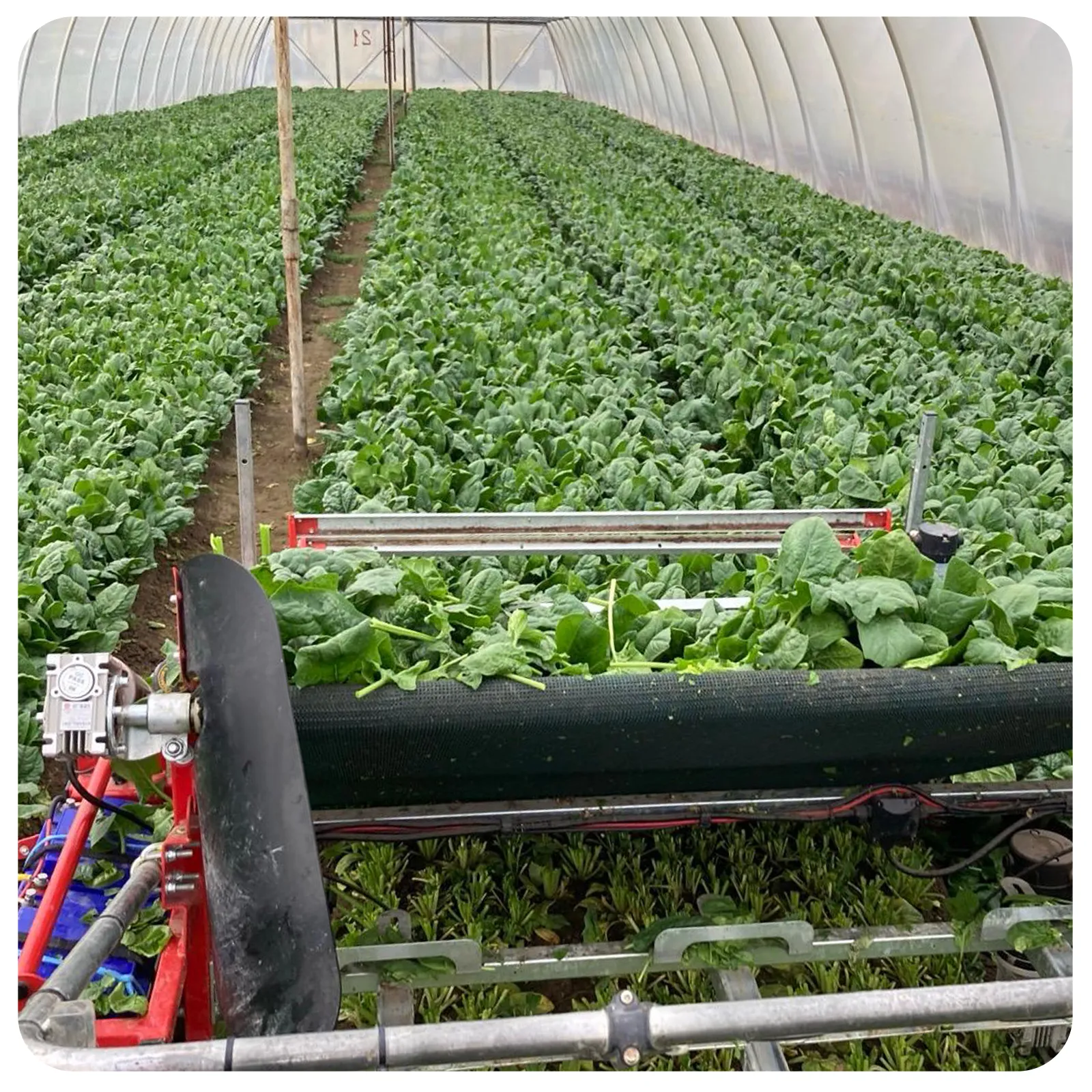 Spanac proaspete românești de la Ferma Fechete [2]