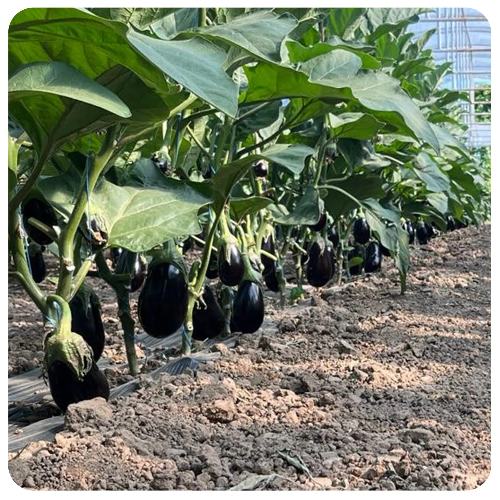 Vinete proaspete românești de la Ferma Fechete [2]