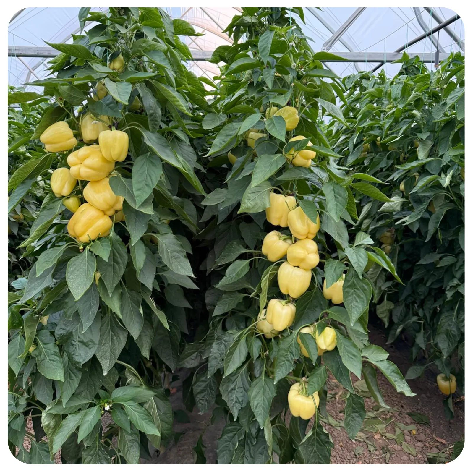 Ardei gras Bianca proaspăt romanesc de la Ferma Fechete [1]