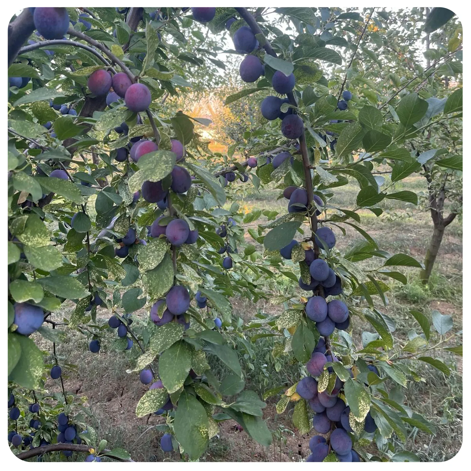 Prune ovale proaspete românești de la Ferma Fechete [2]