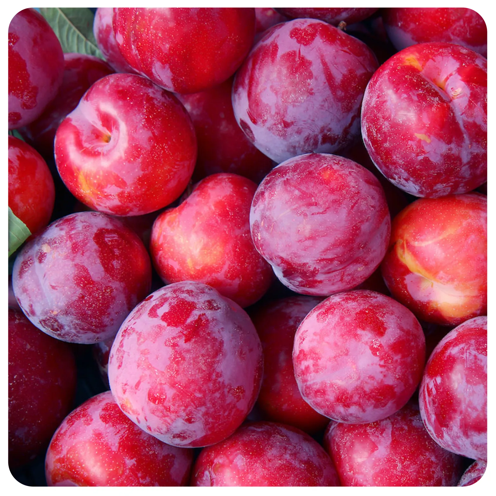 Prune proaspete cultivate natural – Ferma Fechete [1]