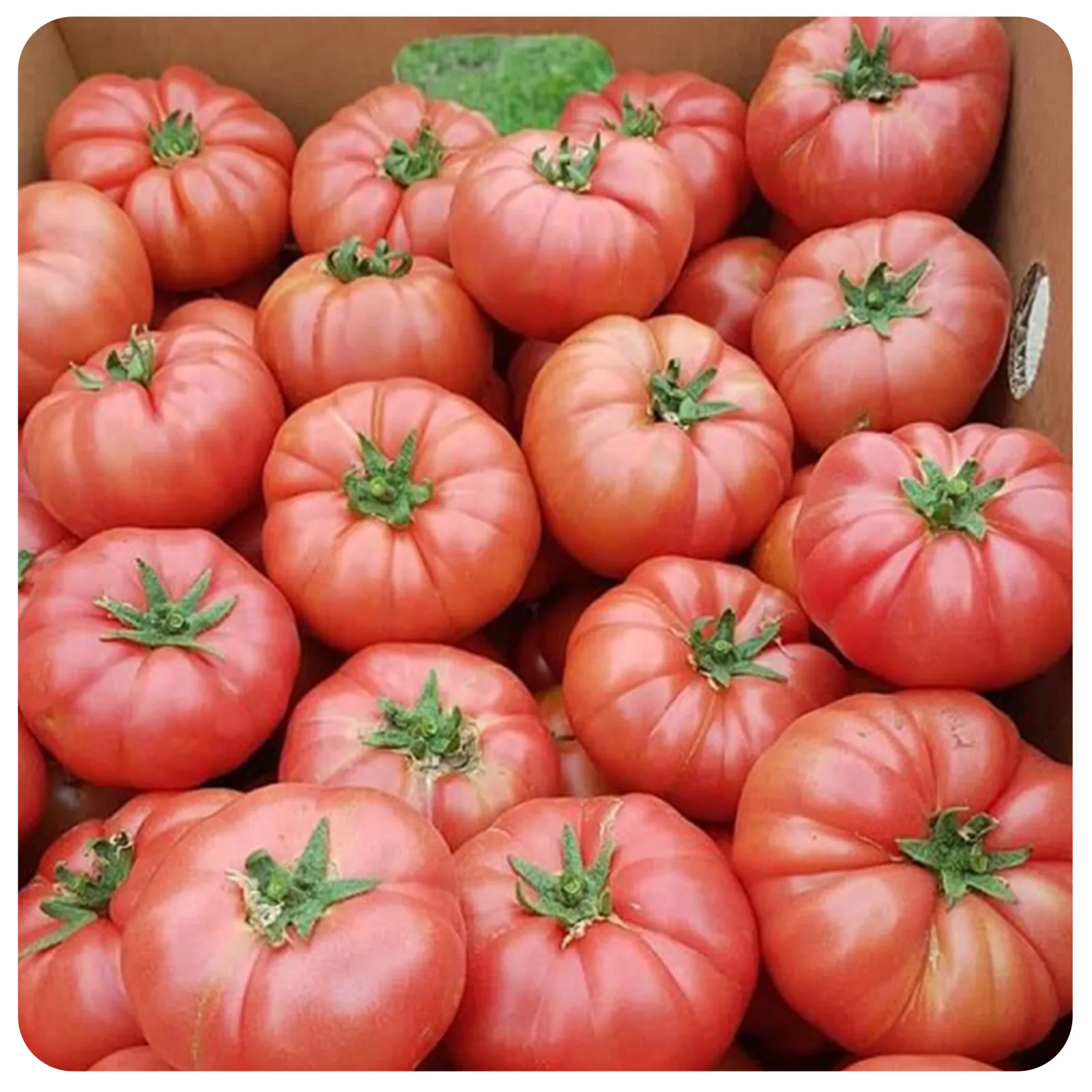 Roșii roz proaspete, românești, de la Ferma Fechete [1]